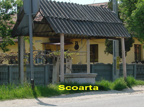 Scoarta