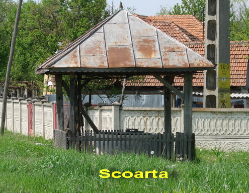 Scoarta