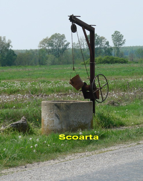 Scoarta