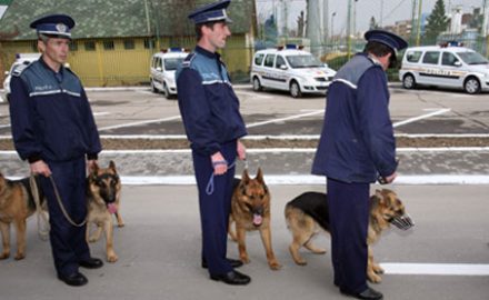 Scamatorul Caragea a palmat un câine lup din dotarea IPJ Gorj