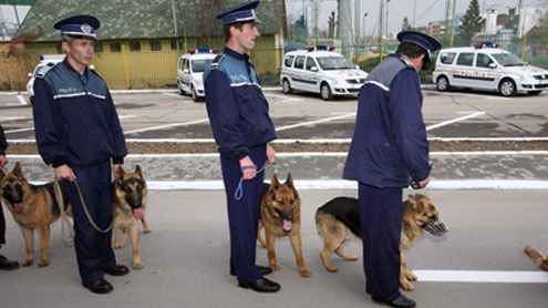 Scamatorul Caragea a palmat un câine lup din dotarea IPJ Gorj