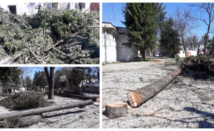 A început DISTRUGEREA parcului de lângă Coloana Infinită. Zeci de molizi și tei seculari, puși la pământ!